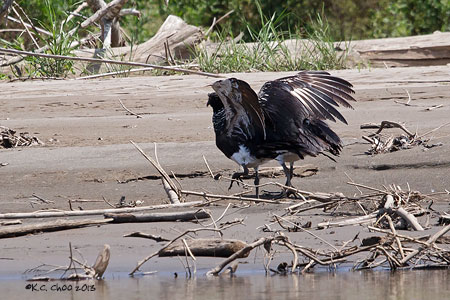 Horned Screamer
