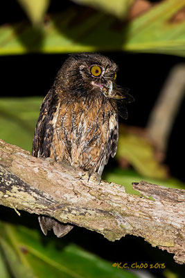 Tawny-breasted Screech Owl