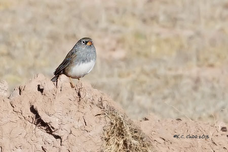 Band-tailed Sierra-Finch
