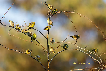 Hooded Siskin