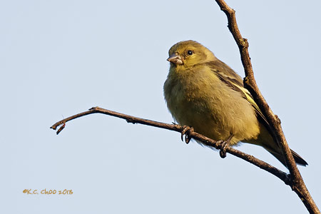 Hooded Siskin