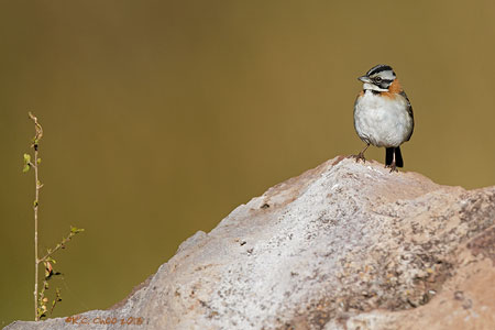 Rufous-collared Sparrow