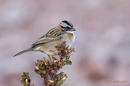 Rufous-collared Sparrow