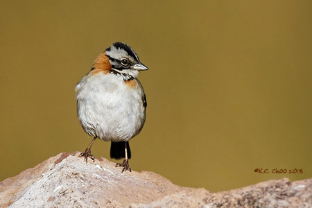 Rufous-collared Sparrow