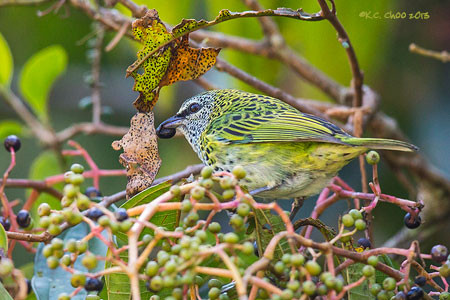 Spotted Tanager
