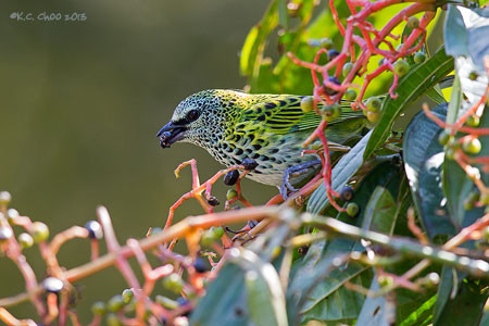 Spotted Tanager