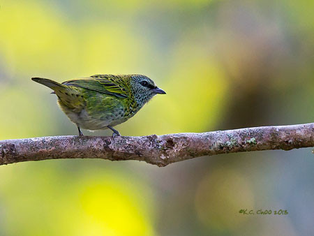 Spotted Tanager