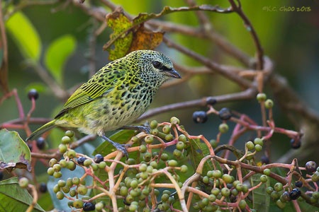 Spotted Tanager