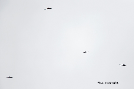 White-collared Swift