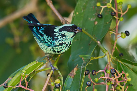 Beryl-spangled Tanager