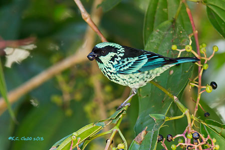 Beryl-spangled Tanager