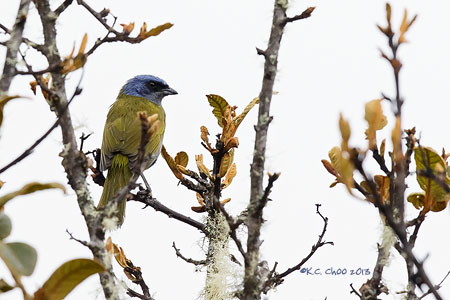 Blue-capped Tanager