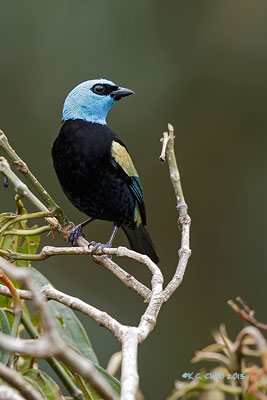 Blue-necked Tanager
