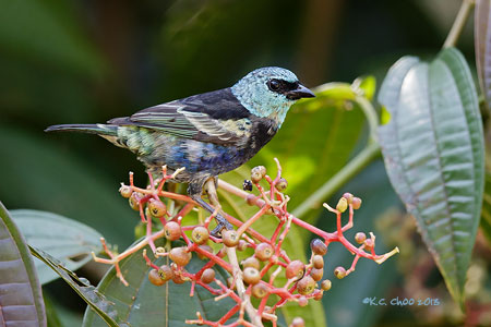 Blue-necked Tanager