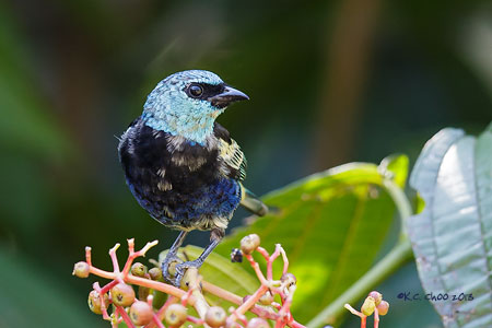Blue-necked Tanager