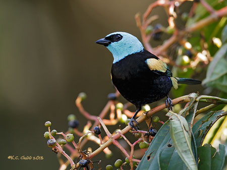 Blue-necked Tanager