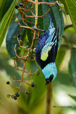 Blue-necked Tanager