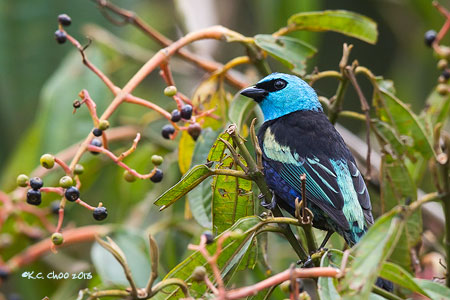 Blue-necked Tanager