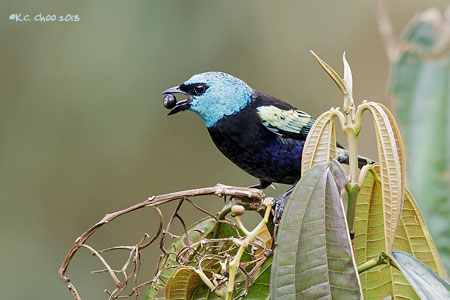 Blue-necked Tanager