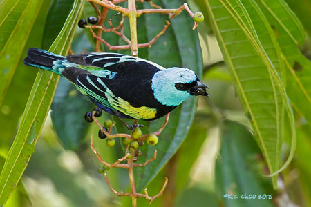 Blue-necked Tanager