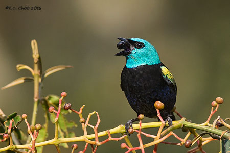 Blue-necked Tanager