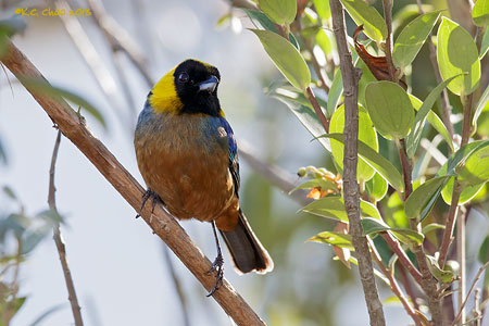 Golden-collared Tanager