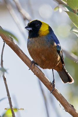 Golden-collared Tanager