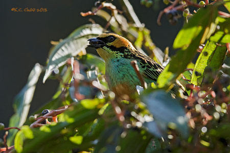 Golden-eared Tanager