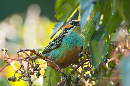 Golden-eared Tanager