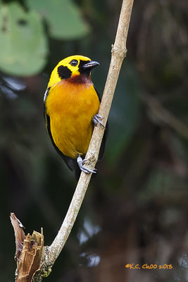 Golden Tanager