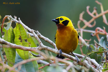 Golden Tanager