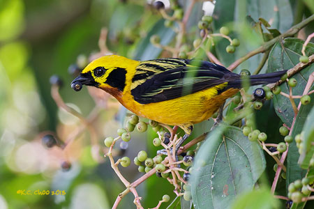 Golden Tanager