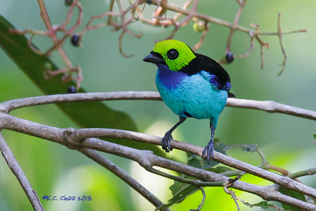 Paradise Tanager
