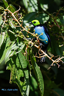Paradise Tanager