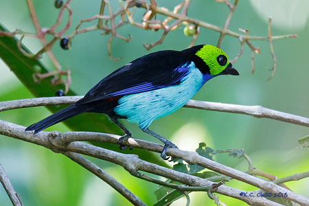 Paradise Tanager