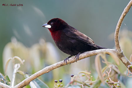 Silver-beaked Tanager