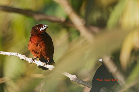 Silver-beaked Tanager