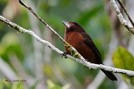 Silver-beaked Tanager