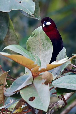 Silver-beaked Tanager