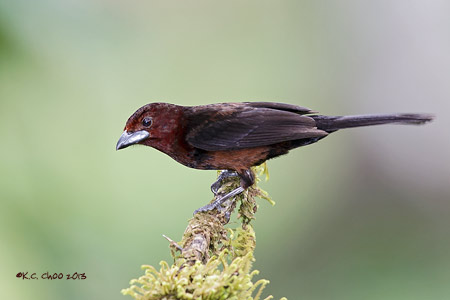 Silver-beaked Tanager