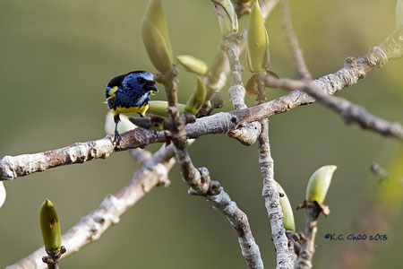 Turquoise Tanager