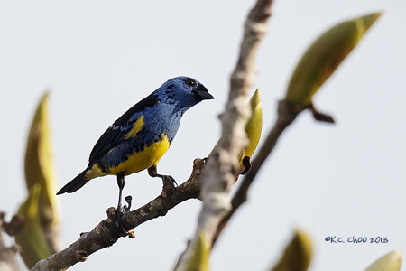Turquoise Tanager