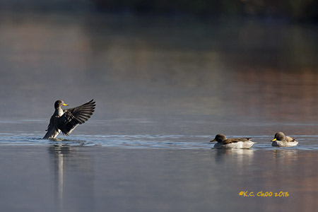 Yellow-billed Teal