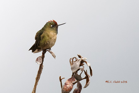 Rufous-capped Thornbill
