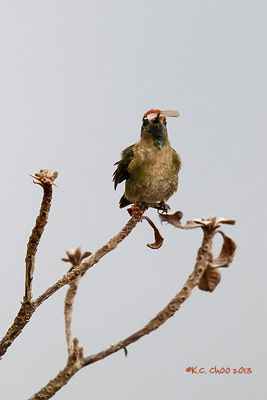 Rufous-capped Thornbill