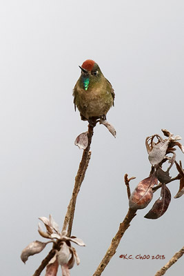 Rufous-capped Thornbill