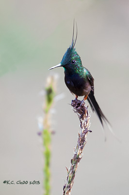Wire-crested Thornbill