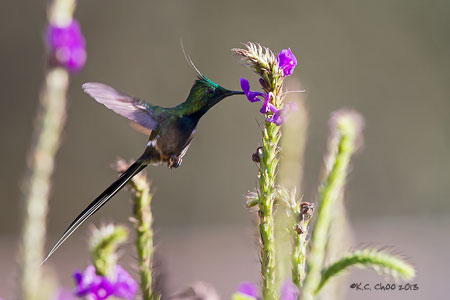 Wire-crested Thornbill