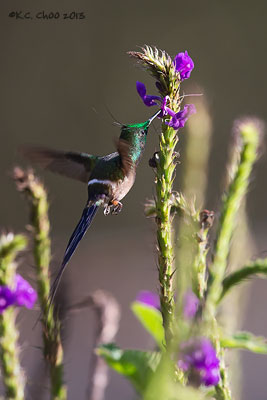 Wire-crested Thornbill