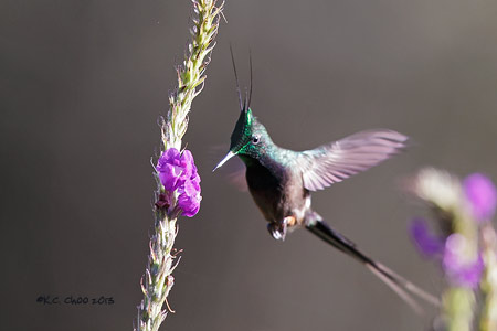 Wire-crested Thornbill